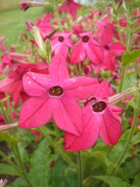 Nicotiana x sanderae 'Perfume Rouge'